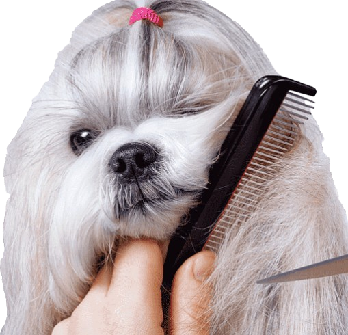 Grooming