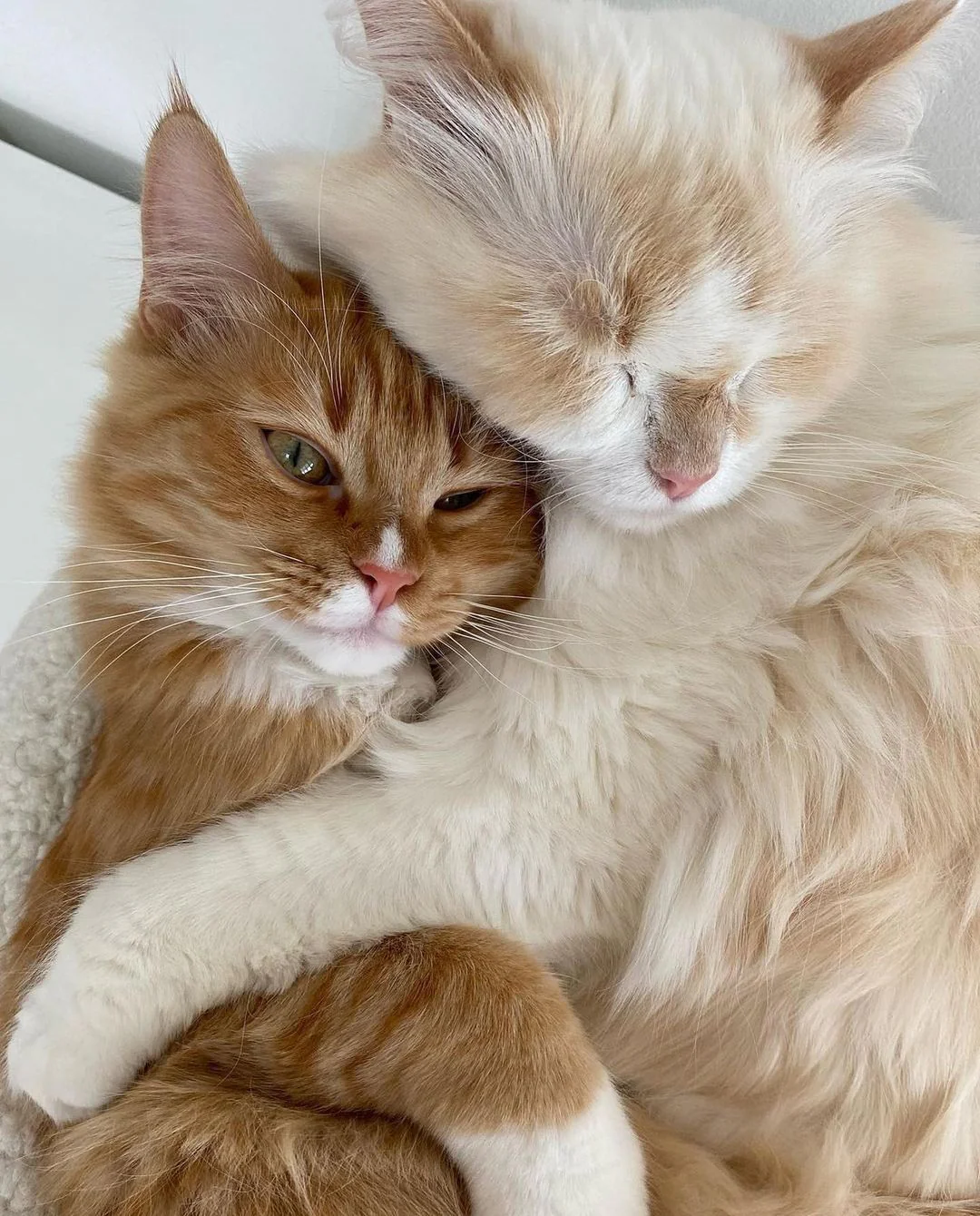 Luxury Cat Decor